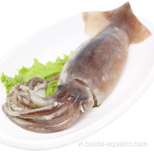 Squid illex đông lạnh